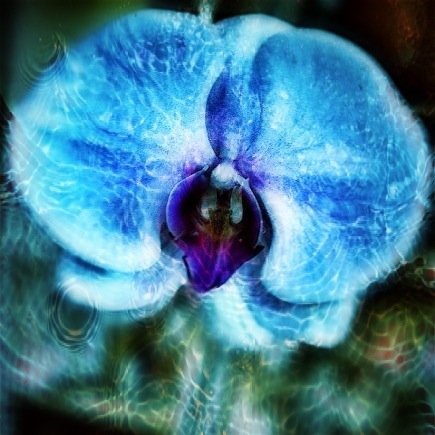 Blue Orchid (dec 14, 2011)
